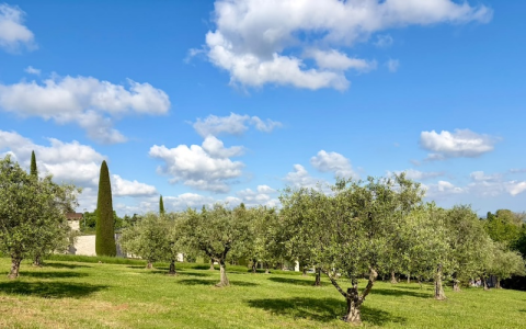 Image for Wandelen en wennen