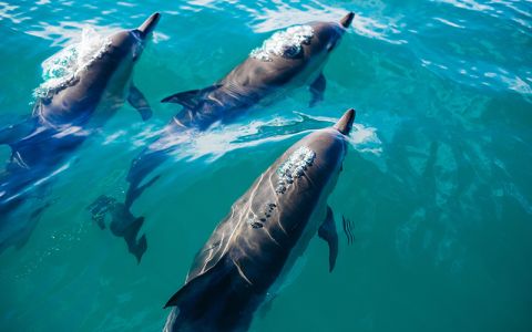 Image for Dolfijnen en walvis expeditie